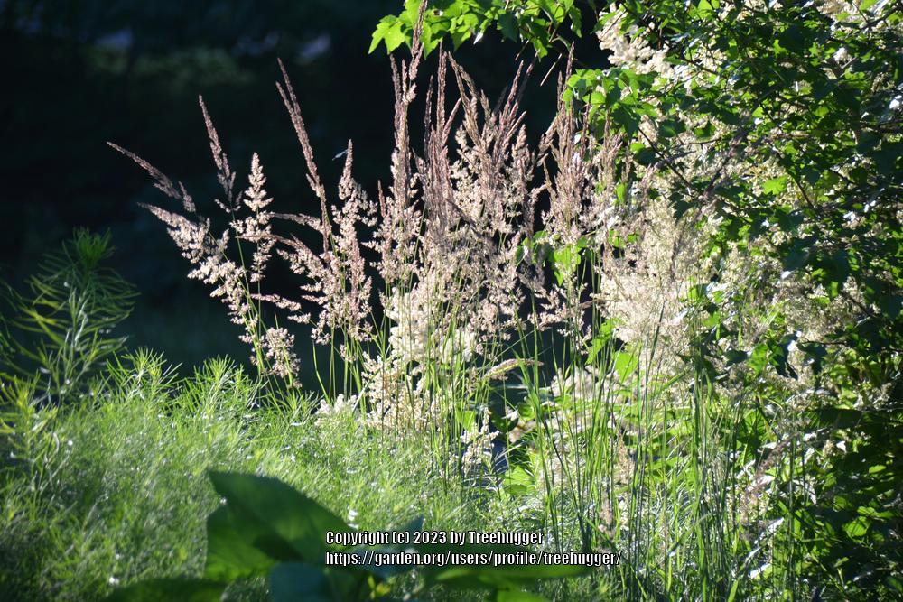 Photo of Feather Reed Grass (Calamagrostis x acutiflora 'Karl Foerster') uploaded by treehugger