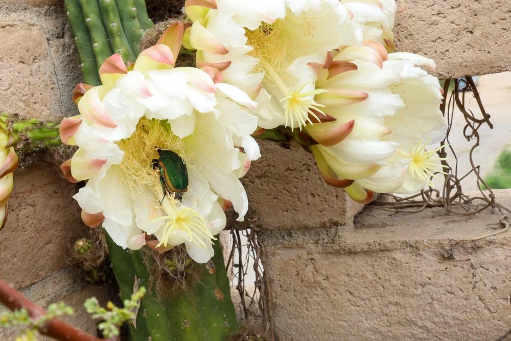 Photo of San Pedro Cactus (Trichocereus macrogonus var. pachanoi) uploaded by Baja_Costero