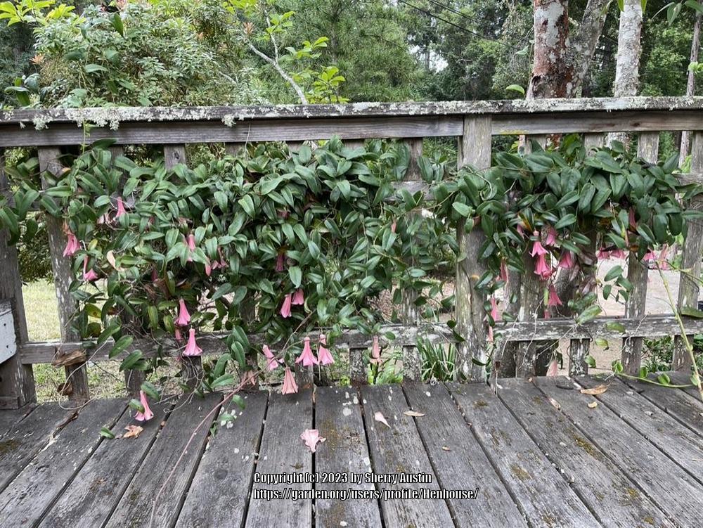 Photo of Chilean Bellflower (Lapageria rosea) uploaded by Henhouse