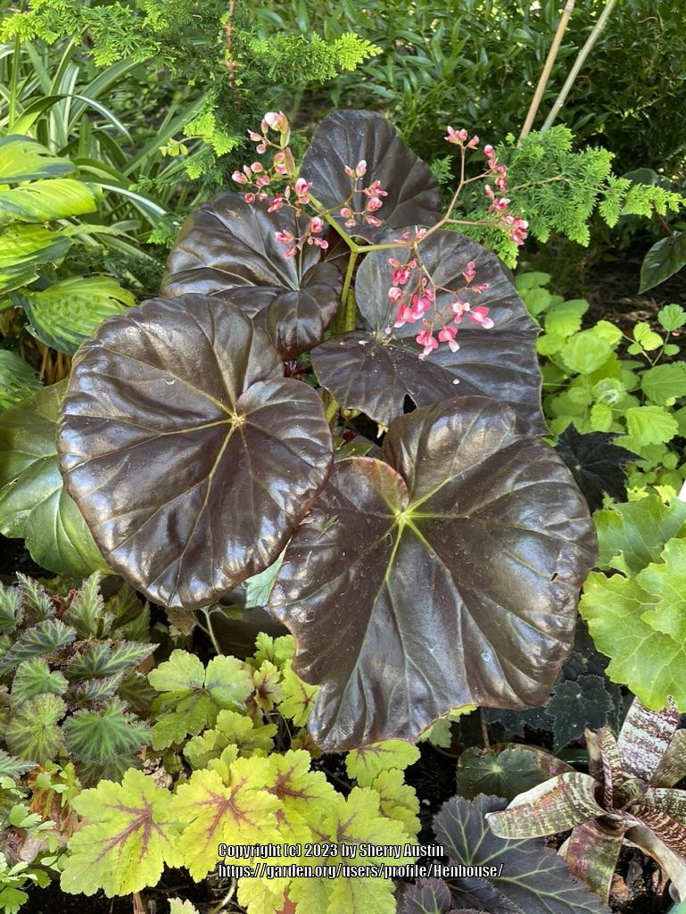 Photo of Begonia 'Fred's Red' uploaded by Henhouse