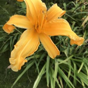 Jersey Jim daylily - last bloom of the year!