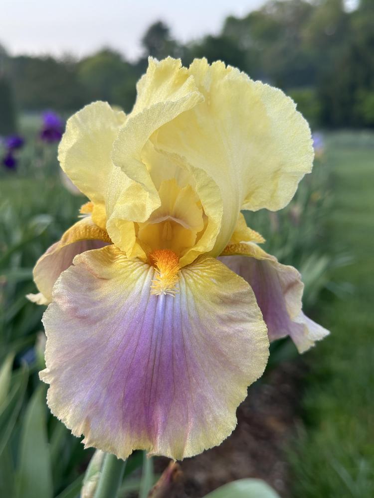 Photo of Tall Bearded Iris (Iris 'Distant Chimes') uploaded by Davepote