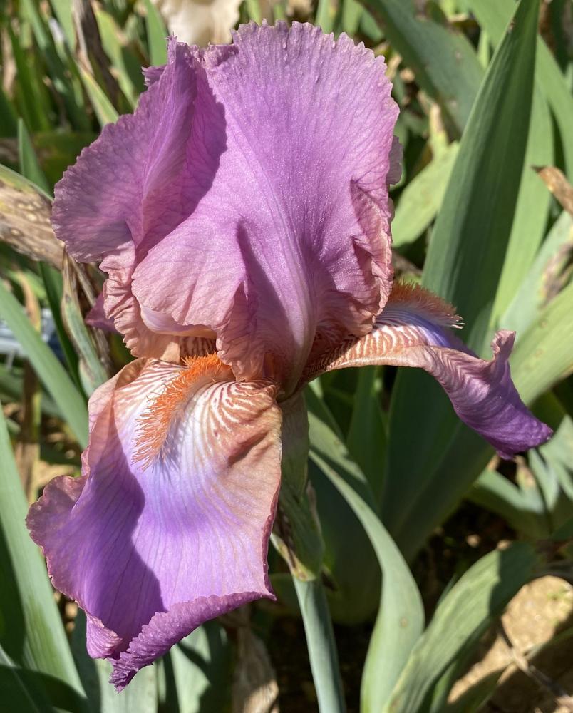 Photo of Tall Bearded Iris (Iris 'Desert Thistle') uploaded by Davepote