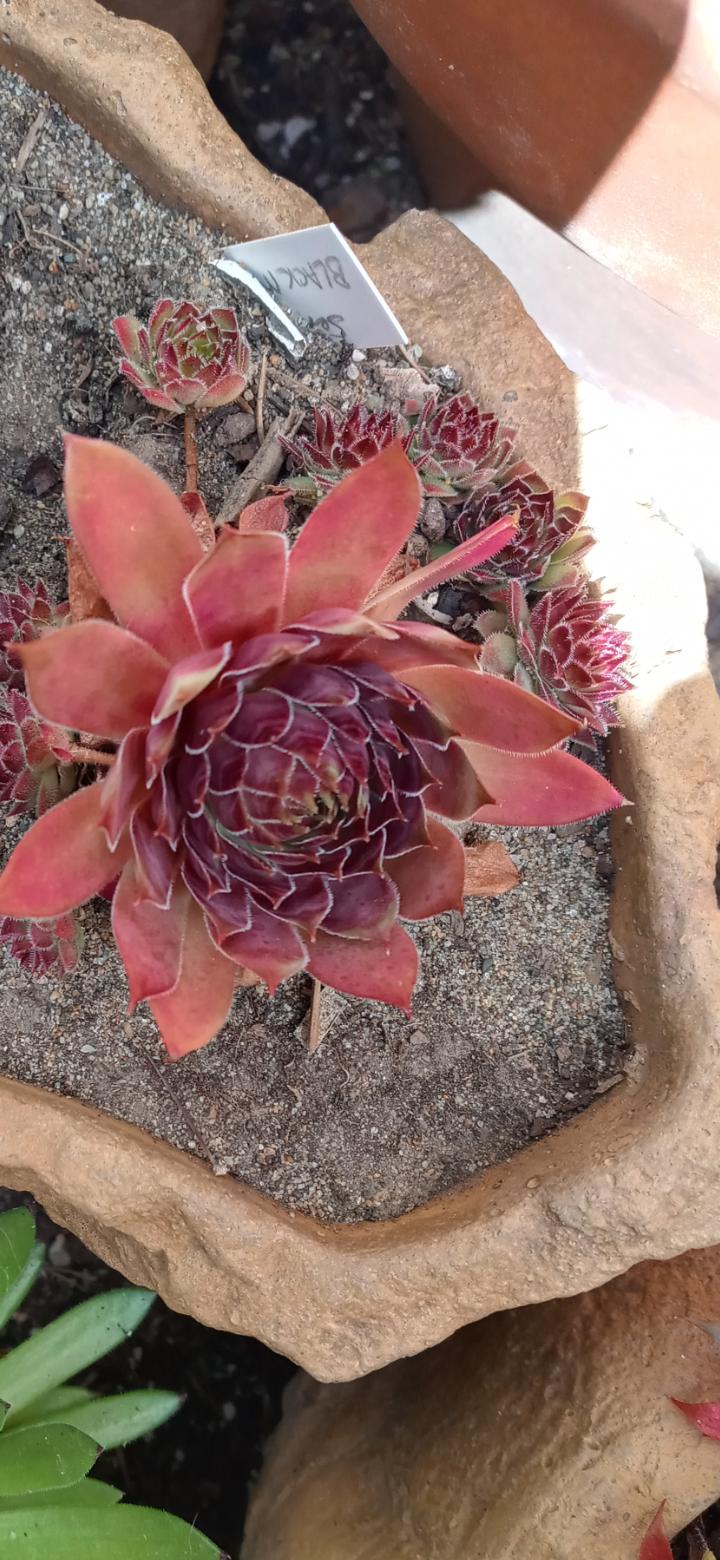 Photo of Hen and Chicks (Sempervivum 'Black Magic Woman') uploaded by GentianGrower