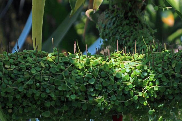 Photo of String of Turtles (Peperomia rotundifolia) uploaded by RuuddeBlock