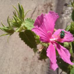 Location: Fort Worth, TX
Date: 2023-08-17
bloom with a mason bee