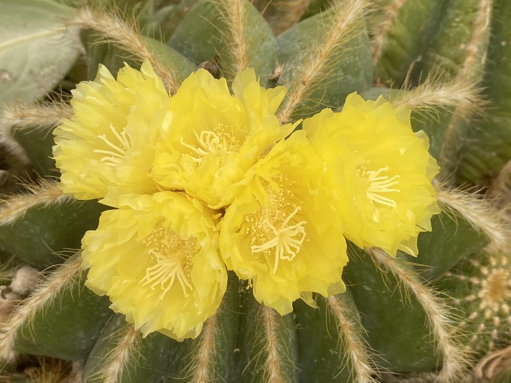 Photo of Ball Cactus (Parodia magnifica) uploaded by SL_gardener