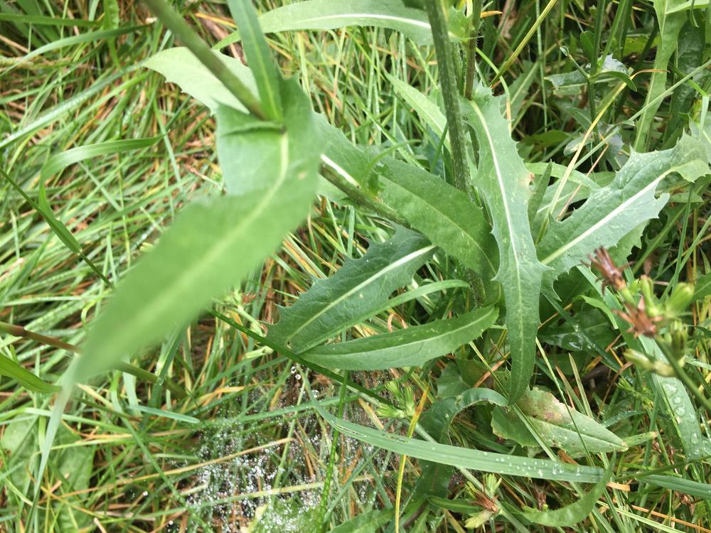 Photo of Chicory (Cichorium intybus) uploaded by antsinmypants