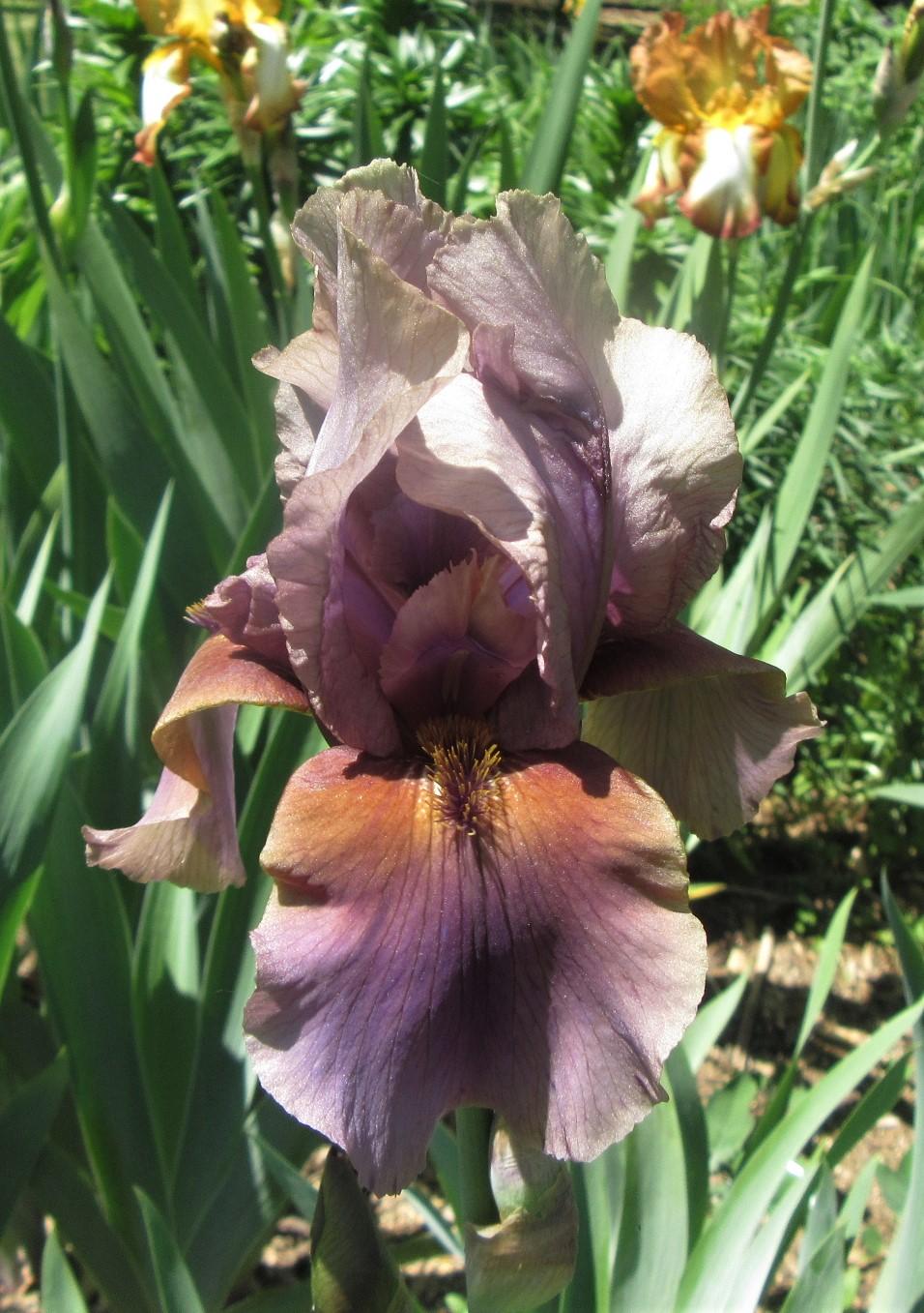 Photo of Border Bearded Iris (Iris 'Jungle Shadows') uploaded by tveguy3