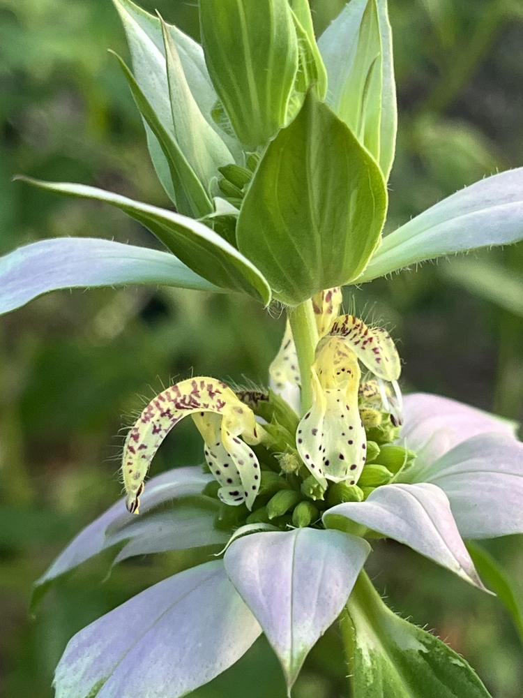 Photo of Spotted Beebalm (Monarda punctata) uploaded by aikenforflowers