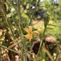 Location: My garden 
Date: 2023-09-09
Texas crag lily