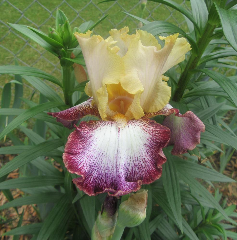Photo of Tall Bearded Iris (Iris 'High Energy') uploaded by tveguy3