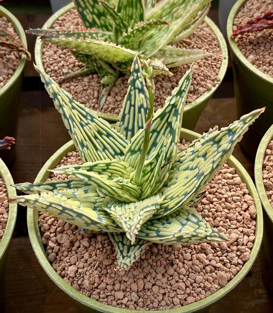 Photo of Aloes (Aloe) uploaded by ketsui73
