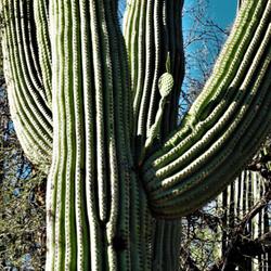 Location: South Bella Vista Drive, Tucson, AZ
Date: 2023-09-10
A saguaro cactus with a prickly pear cactus growing at a joint:
