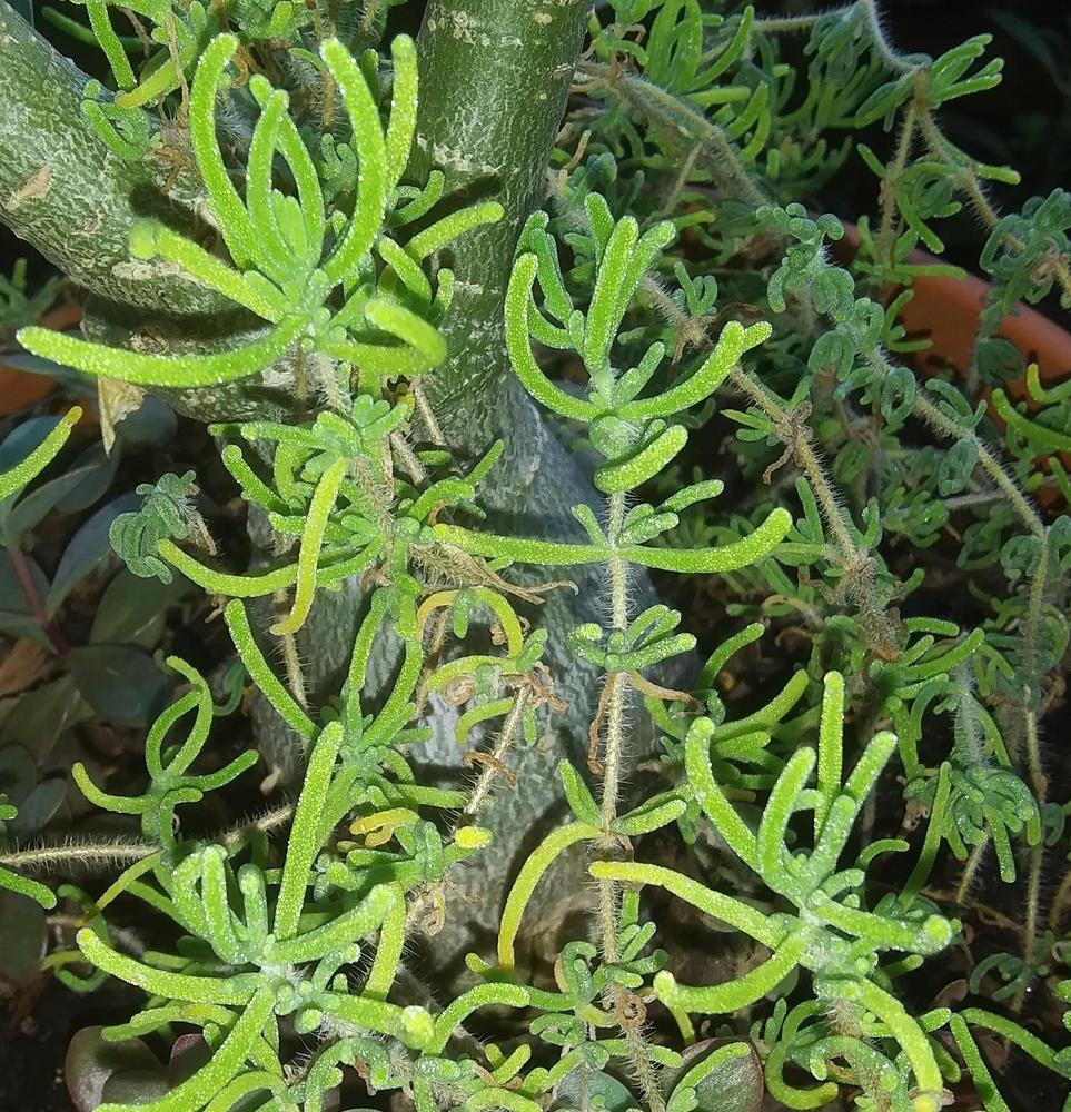 Photo of Hairy Dewflower (Drosanthemum hispidum) uploaded by purpleinopp