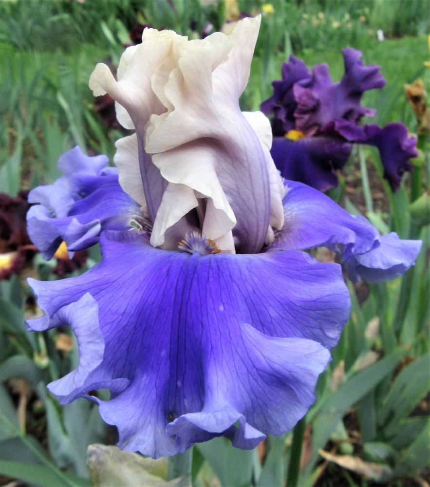 Photo of Tall Bearded Iris (Iris 'Dance Off') uploaded by tveguy3
