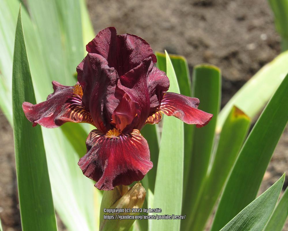 Photo of Standard Dwarf Bearded Iris (Iris 'Botta Bing') uploaded by Lestv