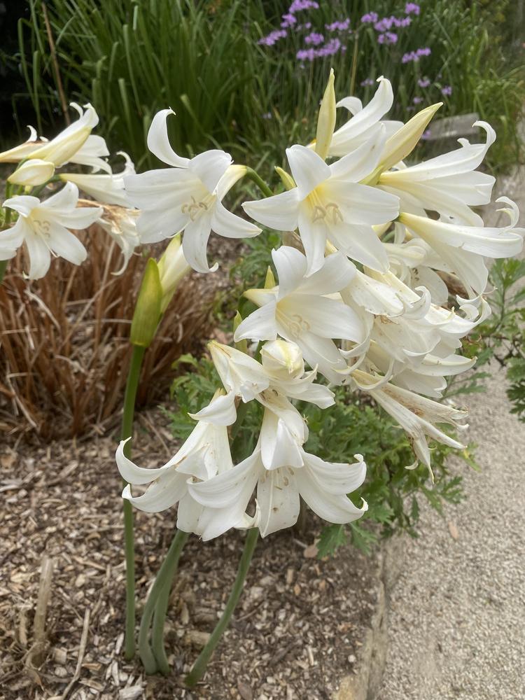 Photo of Amaryllis (Amaryllis belladonna 'White Queen') uploaded by SL_gardener
