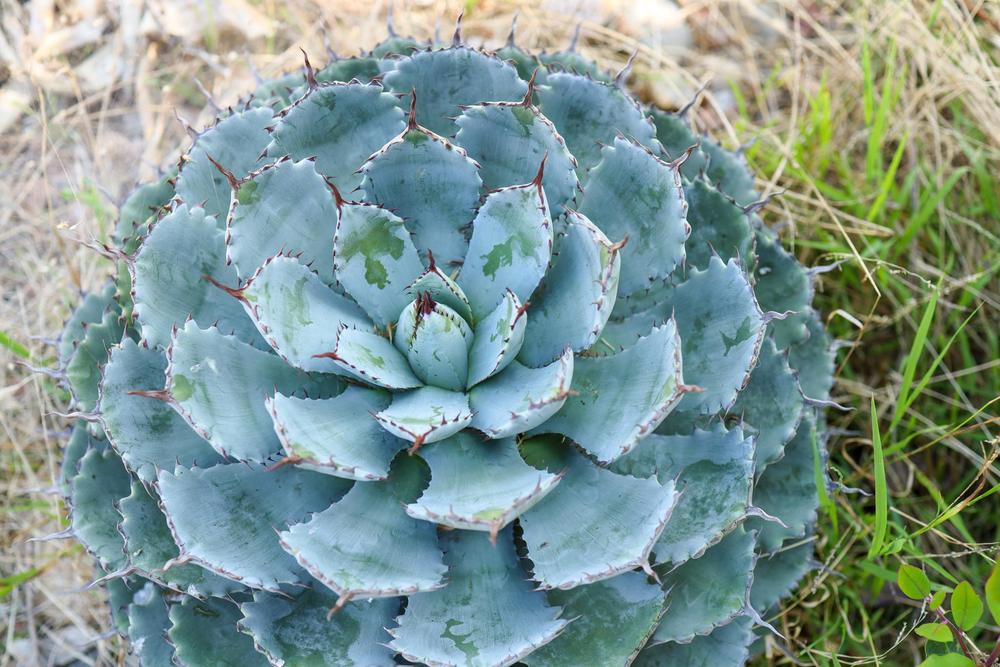 Photo of Happy Crown Agave (Agave 'Kichijokan') uploaded by Baja_Costero