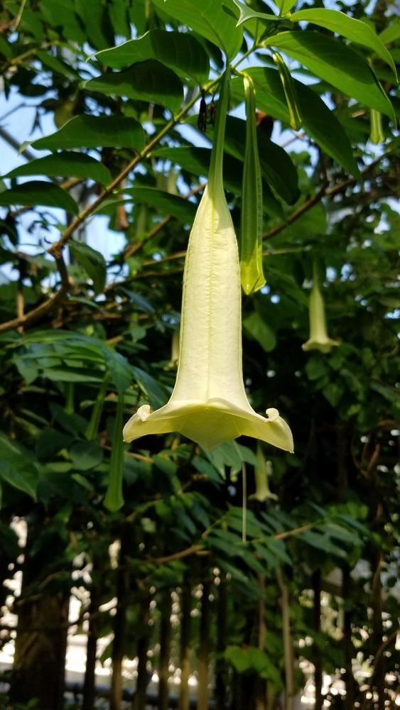 Photo of Angel's Trumpets (Brugmansia) uploaded by RootedInDirt
