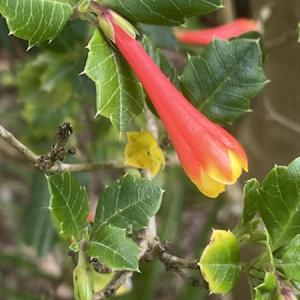 Bright flowers stand out against holly-like foliage
