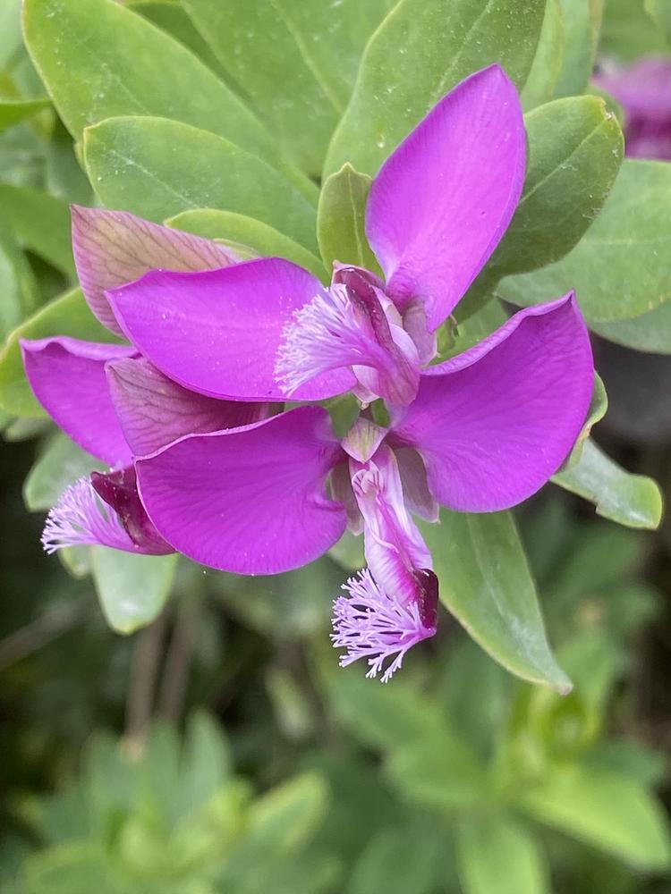 Photo of Sweet Pea Bush (Polygala myrtifolia) uploaded by SL_gardener