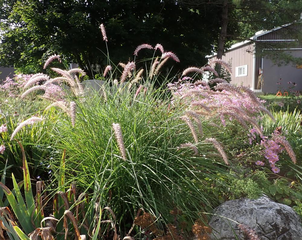 Photo of Oriental Fountain Grass (Cenchrus orientalis 'Karley Rose') uploaded by Vals_Garden
