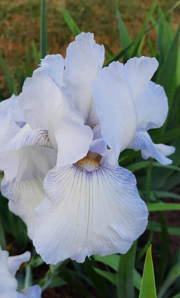 Photo of Tall Bearded Iris (Iris 'English Cottage') uploaded by Oldtimey4