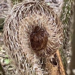 Location: Jardin Georges Delaselle    Ile de Batz, Brittany, France
Date: 2023-08-29
Unfurling frond of an Australian tree fern