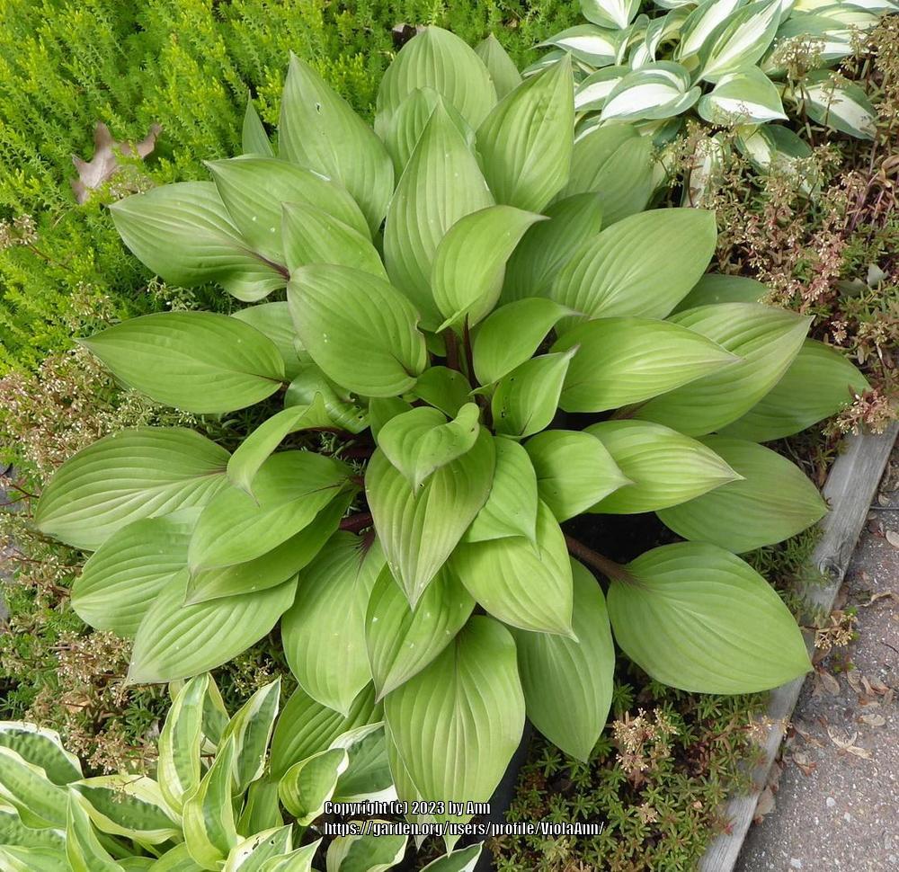 Photo of Hosta 'First Blush' uploaded by ViolaAnn