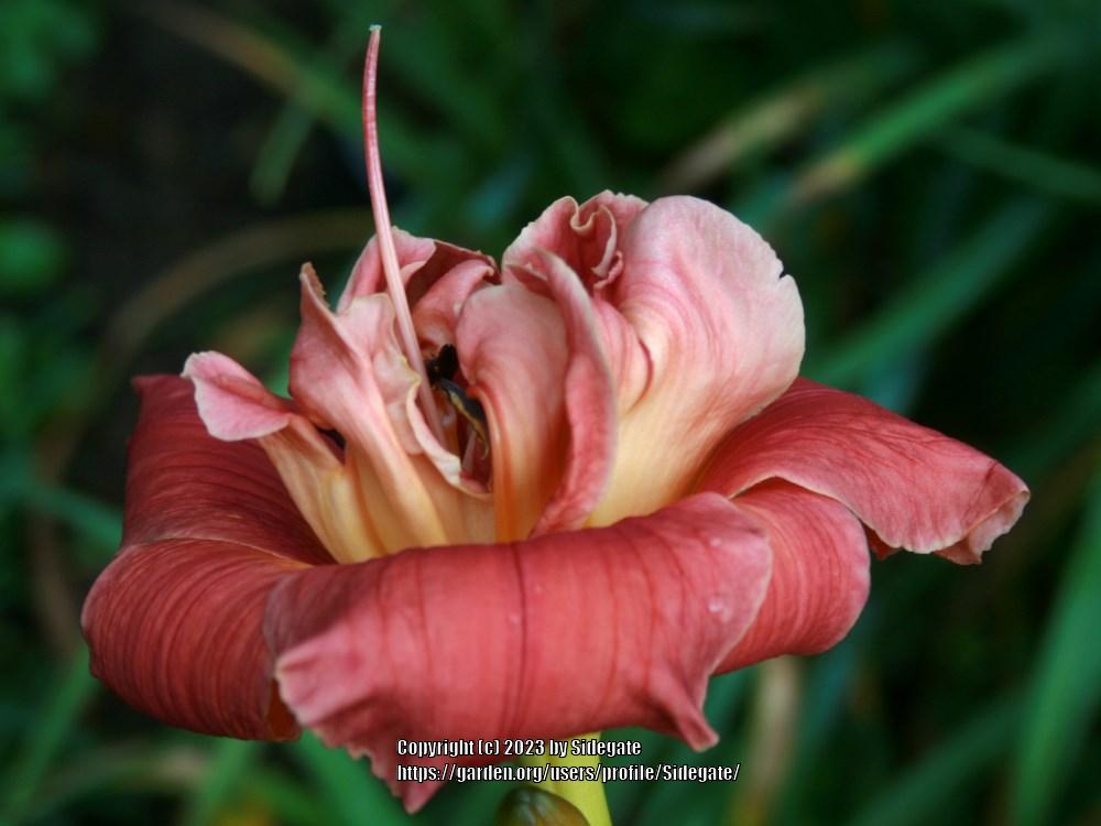 Photo of Daylily (Hemerocallis 'Paula Belle') uploaded by Sidegate
