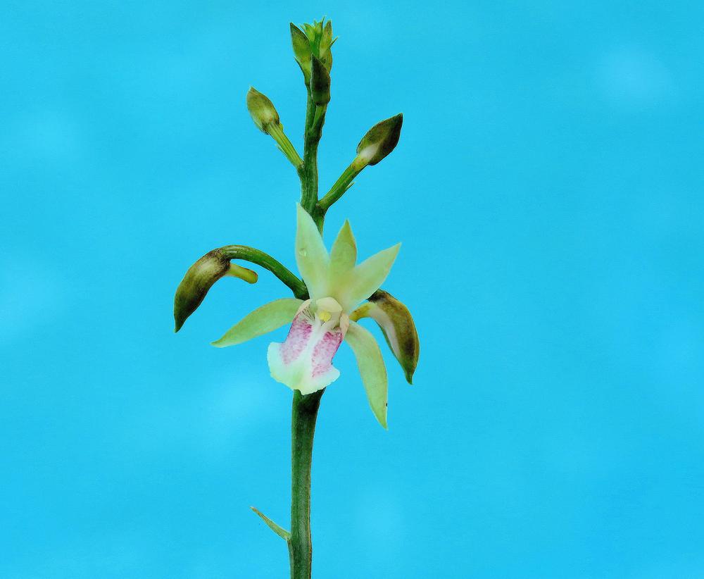 Photo of Monk Orchid (Oeceoclades maculata) uploaded by plantladylin