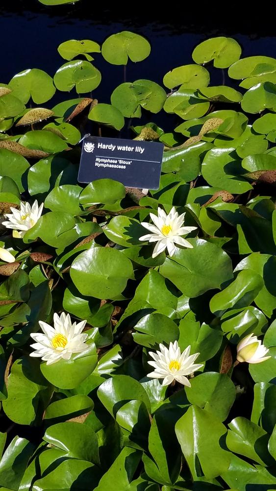 Photo of Hardy Water Lily (Nymphaea 'Sioux') uploaded by RootedInDirt