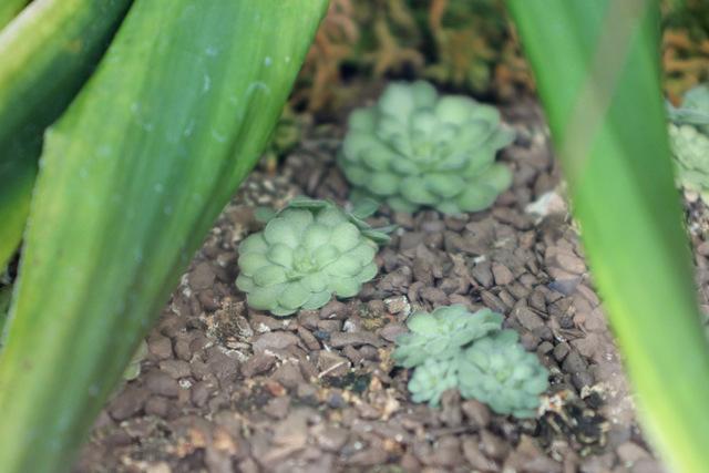 Photo of Butterwort (Pinguicula cyclosecta) uploaded by RuuddeBlock