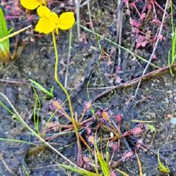 Location: MacArthur lake on Fort Liberty reservation, North Carolina
Date: September 15, 2023
Horned bladderwort # 530; RAB page 968, 170-2-2; AG page 397, 77-