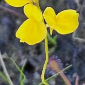 Horned bladderwort # 530; RAB page 968, 170-2-2; AG page 397, 77-