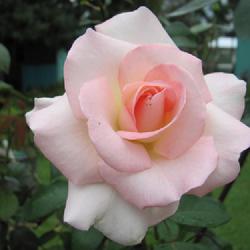 Location: charlottetown, pei, canada
Date: 2023-09-14
Rosa,'Pink Promise',has come through two of our cold winters with