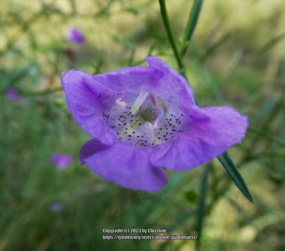 Photo of Slender Gerardia (Agalinis tenuifolia) uploaded by wildflowers