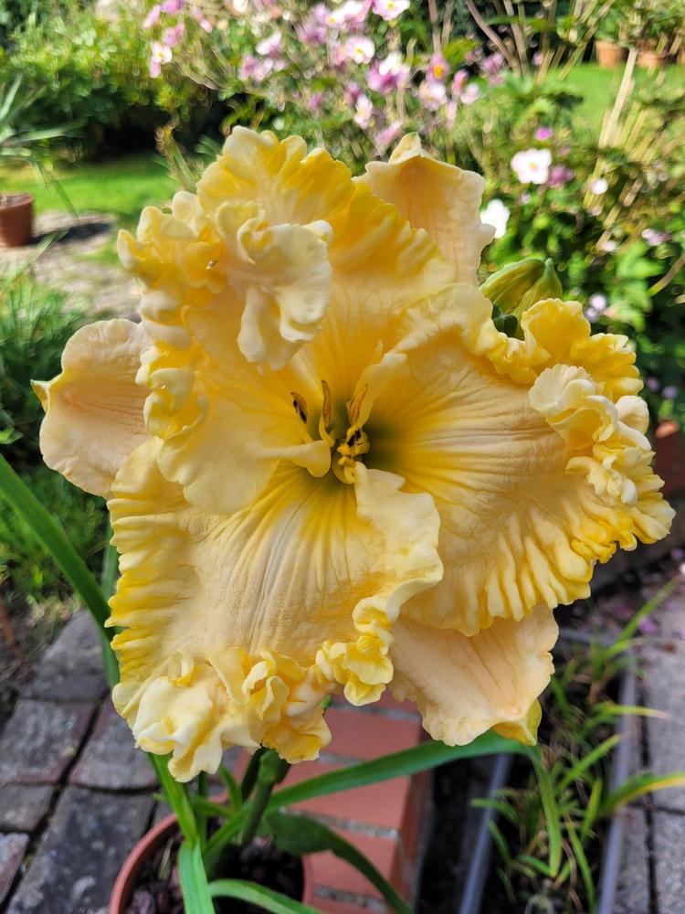 Photo of Daylily (Hemerocallis 'Leave the Lights On') uploaded by Admiral62