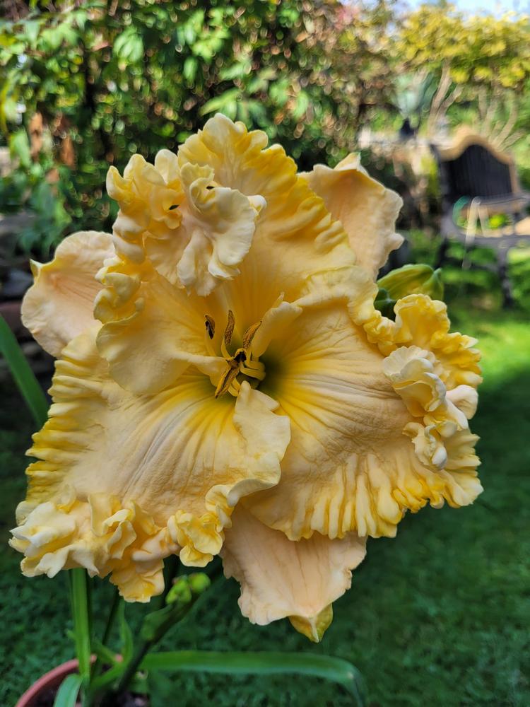 Photo of Daylily (Hemerocallis 'Leave the Lights On') uploaded by Admiral62