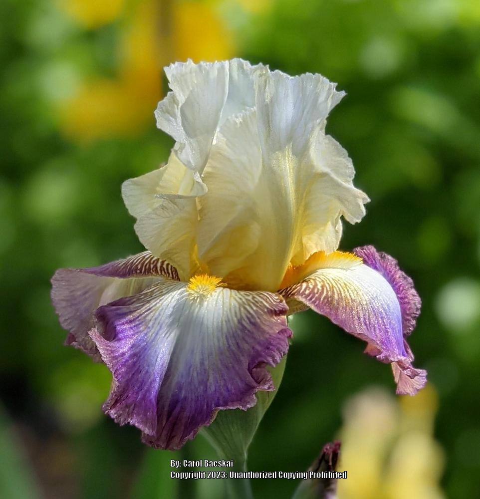 Photo of Tall Bearded Iris (Iris 'Fall Enterprise') uploaded by Artsee1