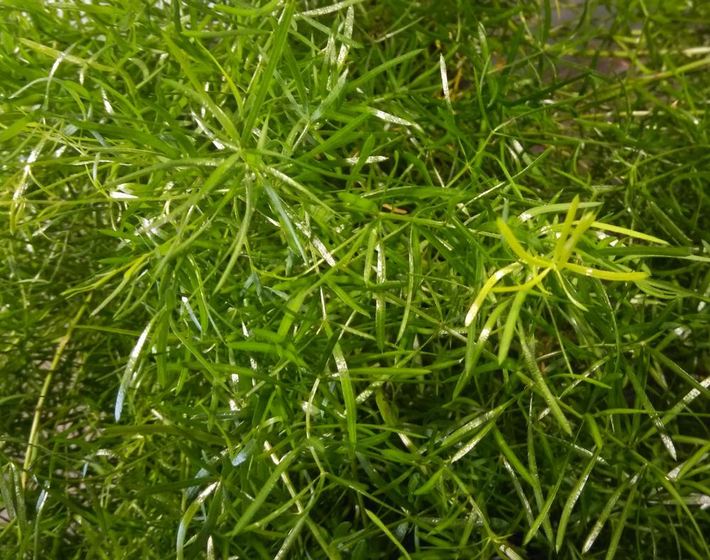 Photo of Asparagus Fern (Asparagus densiflorus 'Sprengeri') uploaded by Mrs_Hottentot