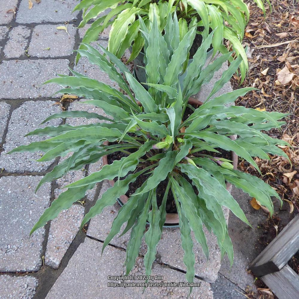 Photo of Hosta 'Silly String' uploaded by ViolaAnn