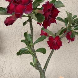 Location: My garden in Tampa, Florida
Date: 2022-07-15
My almost 2 year old grafted desert rose, nicknamed Borderexdenia