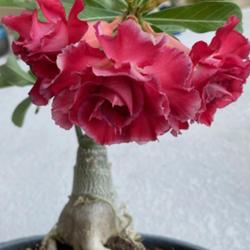 Location: My garden in Tampa, Florida
Date: 2023-09-18
Desert Rose of a friend that was dehydrated. I pruned and repotte