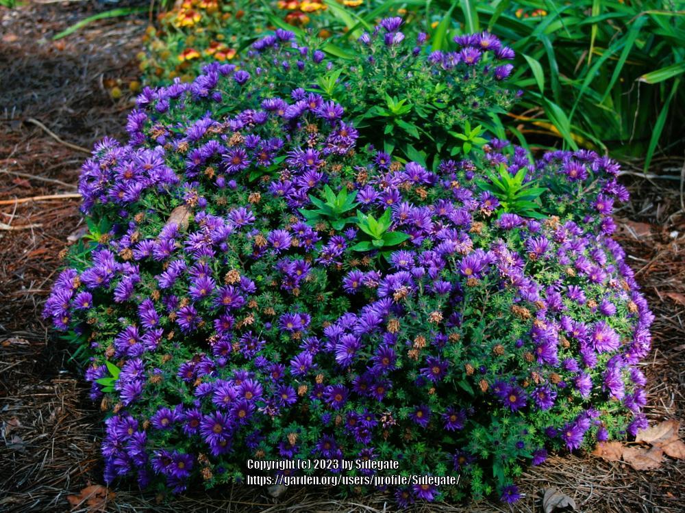 Photo of New England Aster (Symphyotrichum novae-angliae 'Purple Dome') uploaded by Sidegate