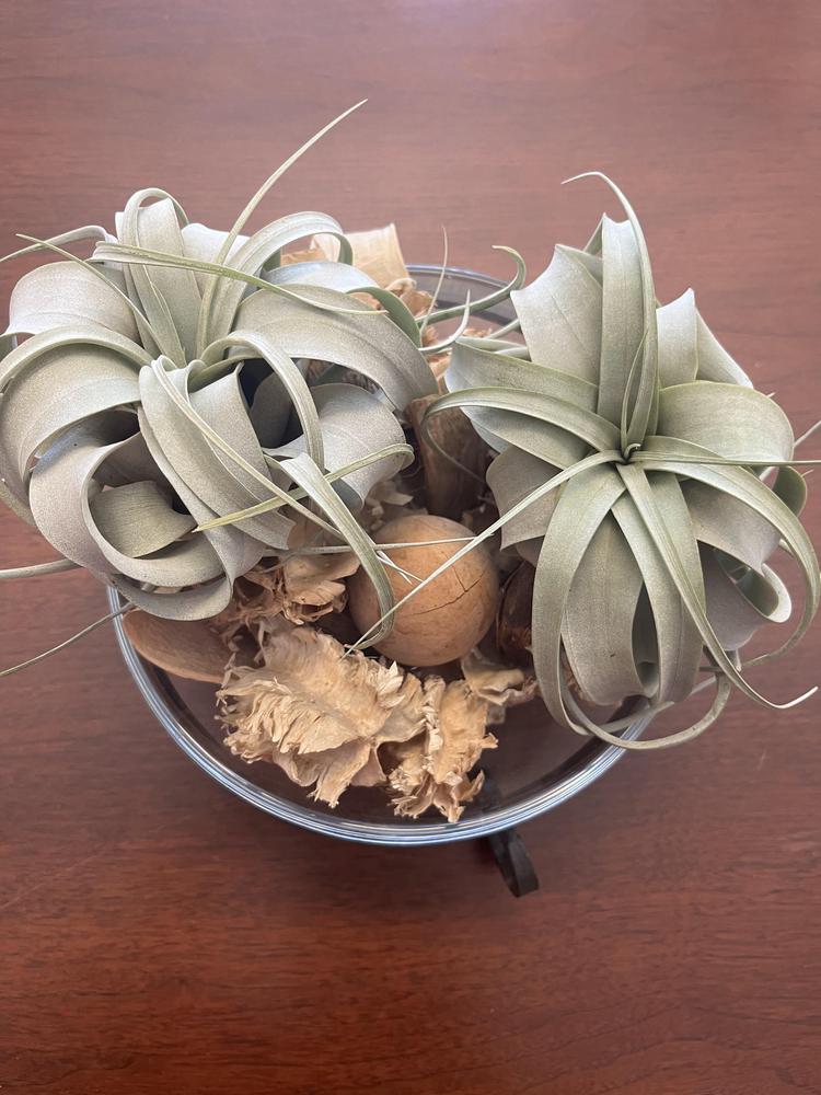 Photo of Air Plant (Tillandsia xerographica) uploaded by cwhitt