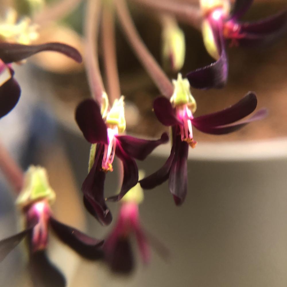 Photo of South African Geranium (Pelargonium sidoides) uploaded by sedumzz