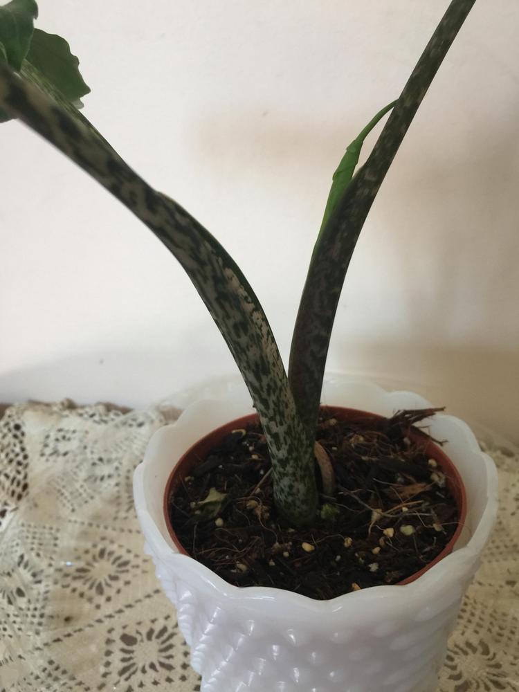 Photo of Alocasia (Alocasia brancifolia) uploaded by DebbieC