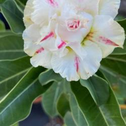Location: My garden in Tampa, Florida
Date: 2023-09-17
My grafted desert rose.